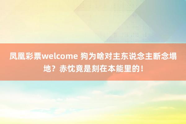 凤凰彩票welcome 狗为啥对主东说念主断念塌地？赤忱竟是刻在本能里的！