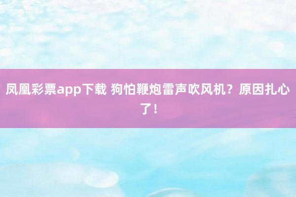 凤凰彩票app下载 狗怕鞭炮雷声吹风机？原因扎心了！